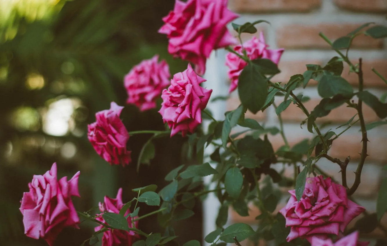 Photo wallpaper flowers, roses, petals, the bushes