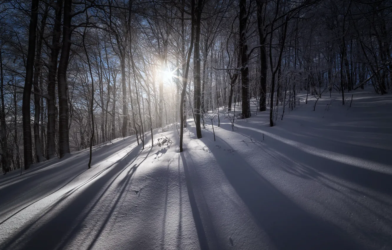 Photo wallpaper winter, forest, light, snow, morning