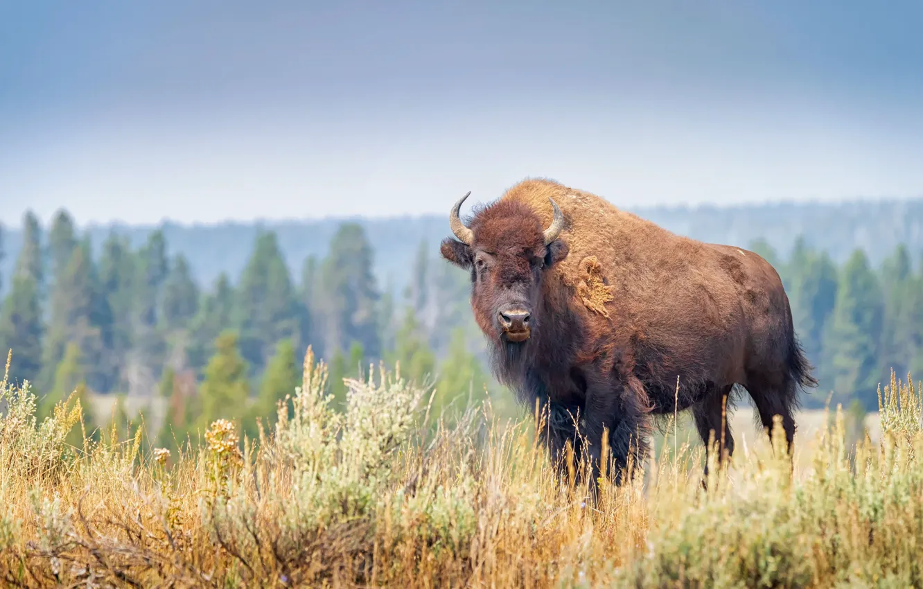 Photo wallpaper field, forest, look, pose, wool, horns, is, bull