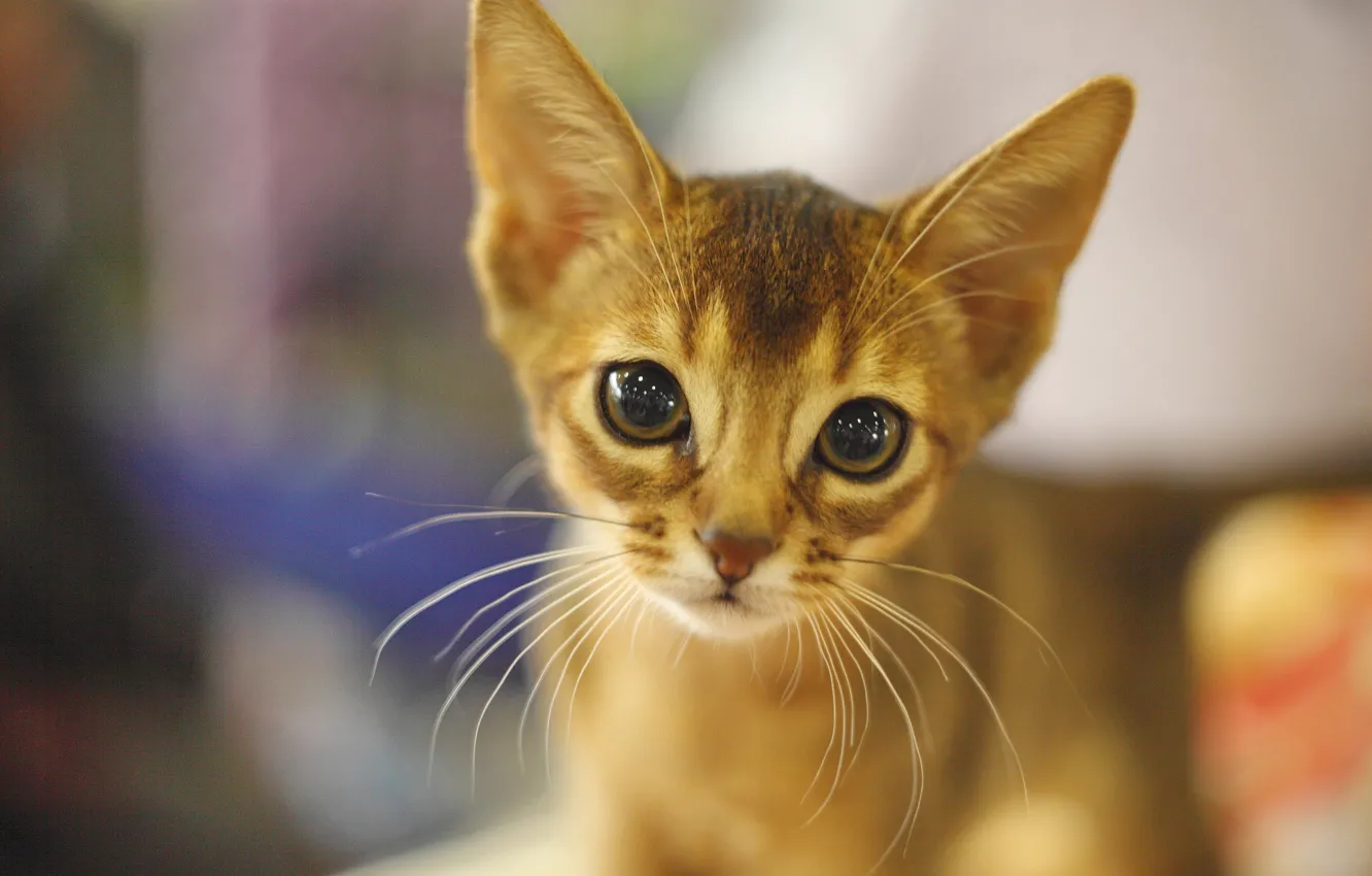 Photo wallpaper look, muzzle, kitty, Abyssinian cat