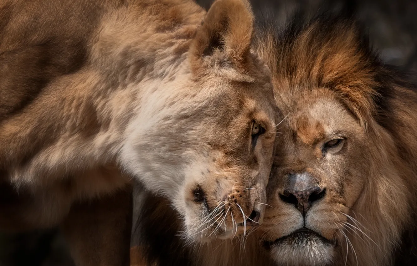 Photo wallpaper nature, background, Leo