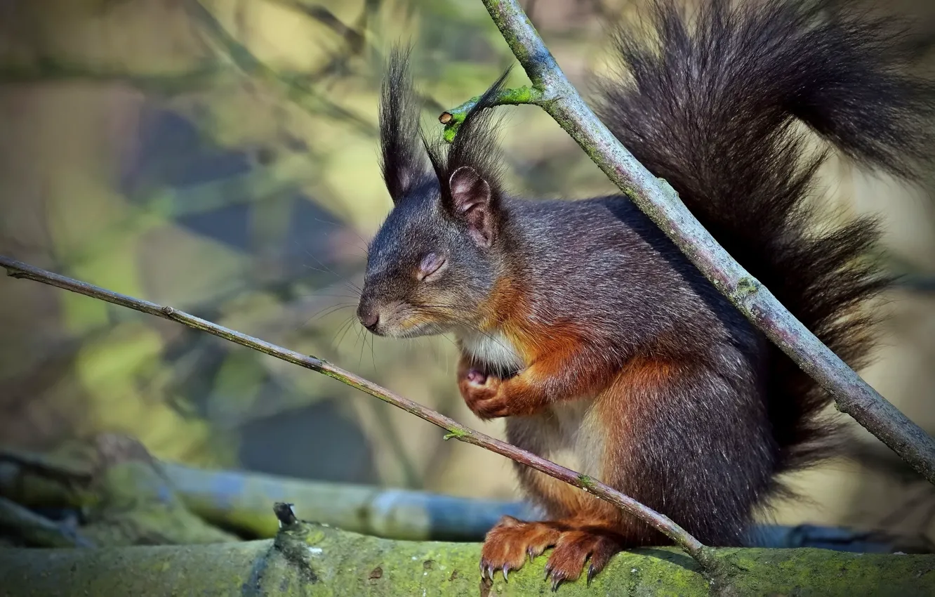 Photo wallpaper light, branches, pose, background, protein, sitting, bokeh, closed eyes