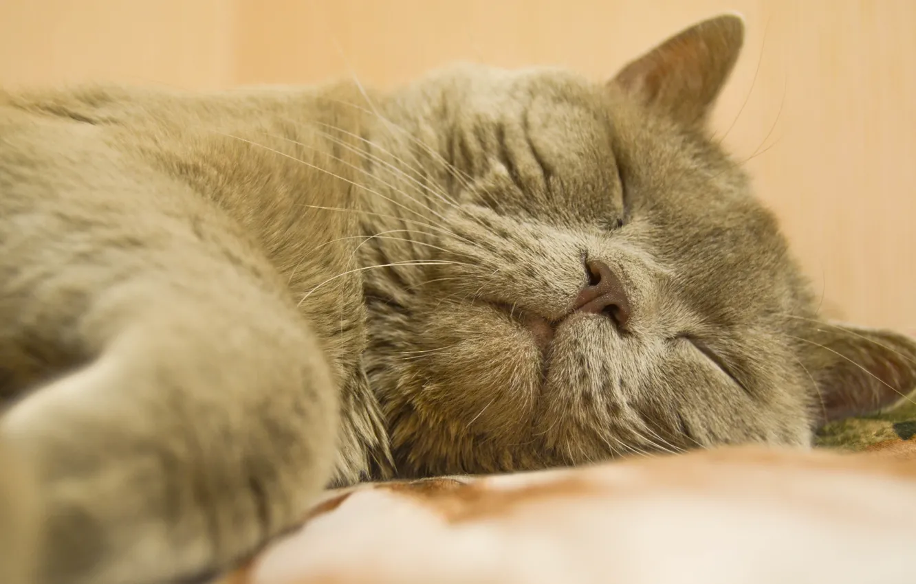 Photo wallpaper cat, sleep, Pets