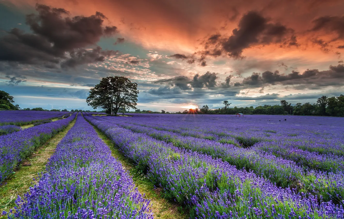 Photo wallpaper Sunset, Summer, English Lavender