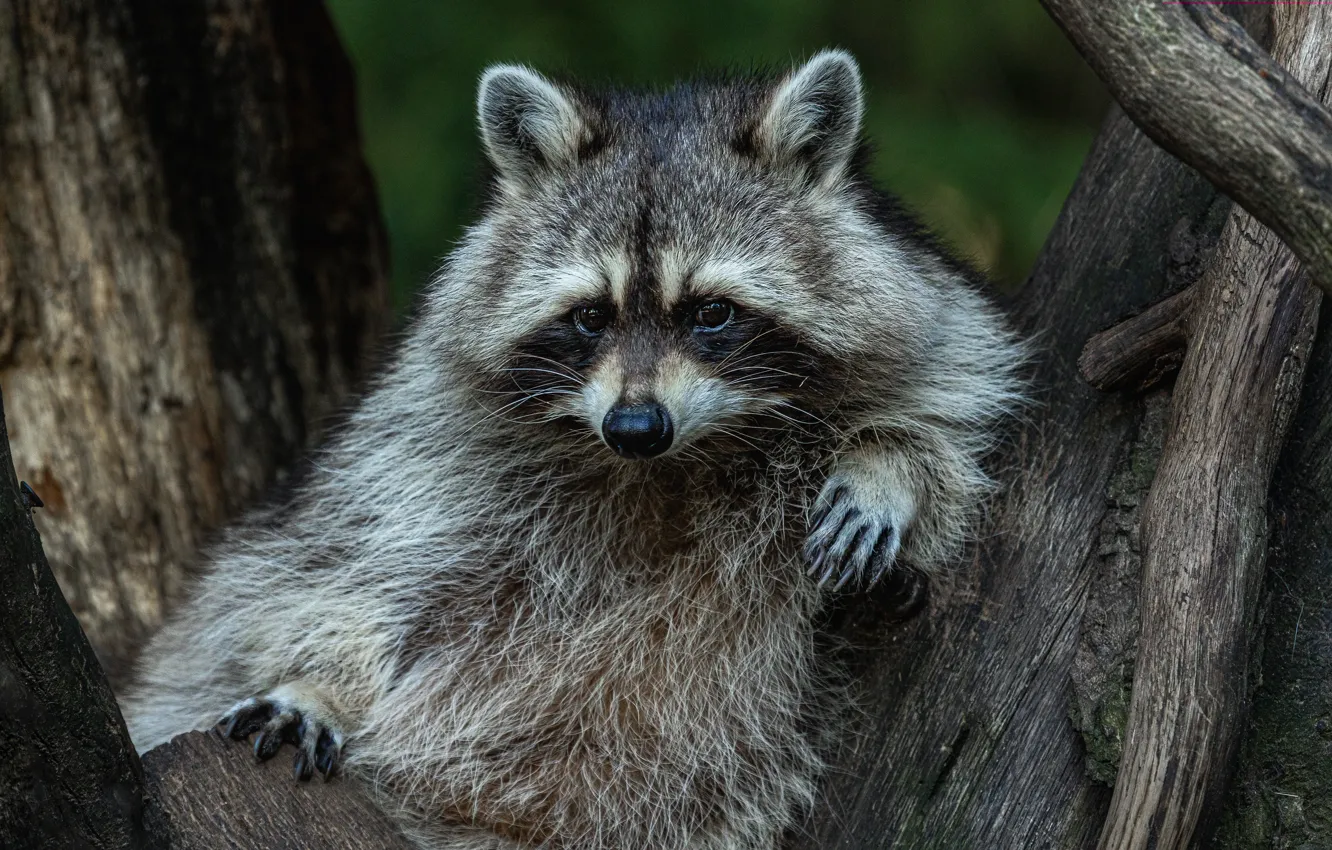 Photo wallpaper look, trees, raccoon, face, sitting
