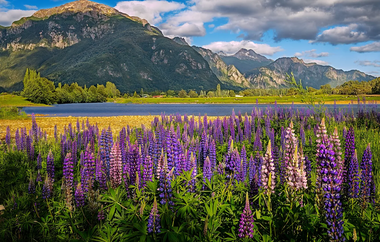 Photo wallpaper field, flowers, mountains, lupins