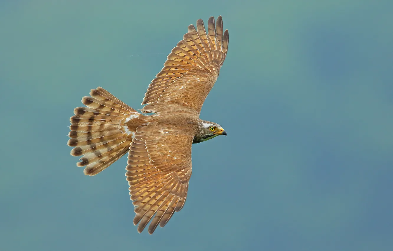 Photo wallpaper bird, wings, flight, stroke, Hawk Buzzard, Butastur indicus, Grey-faced buzzard
