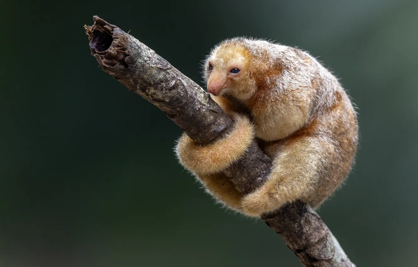 Photo wallpaper branches, animal, Anteater, bokeh, a child of nature, Fernando Burgalin Sequeira, The dwarf anteater, seraphim …