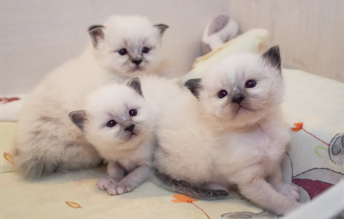 Photo wallpaper cat, look, pose, comfort, sweetheart, baby, fabric, white