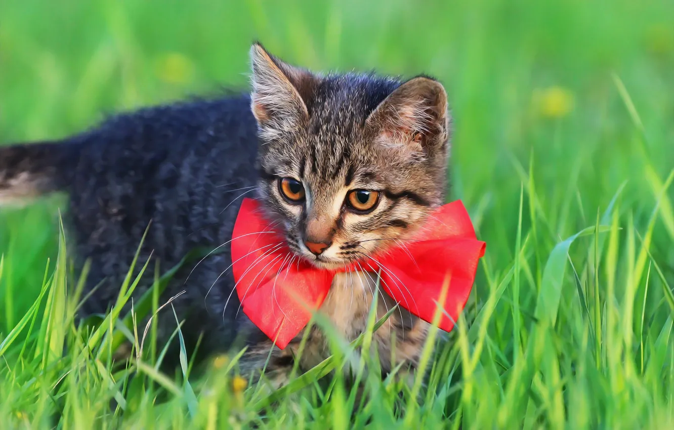 Photo wallpaper cat, weed, bow