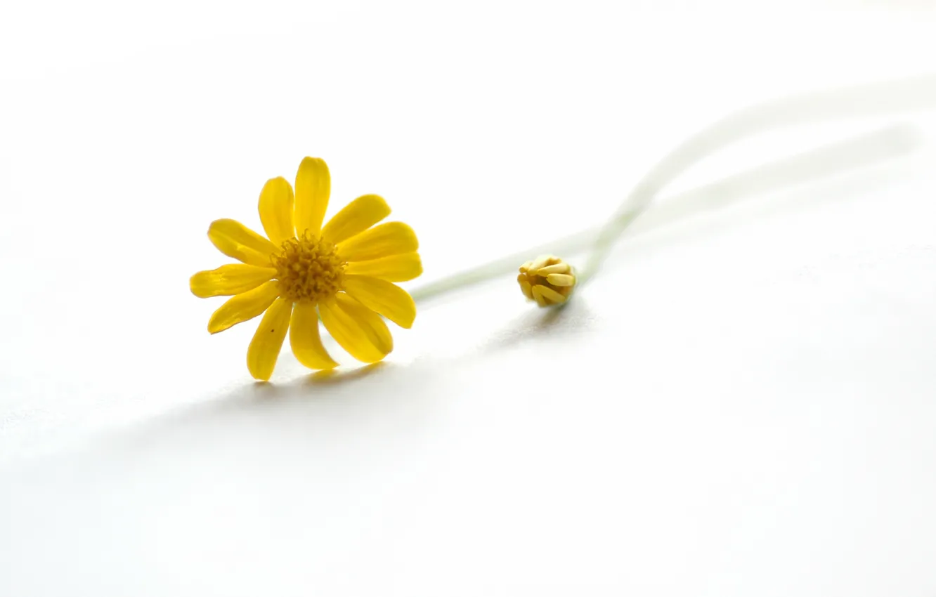 Photo wallpaper nature, chamomile, petals, stem