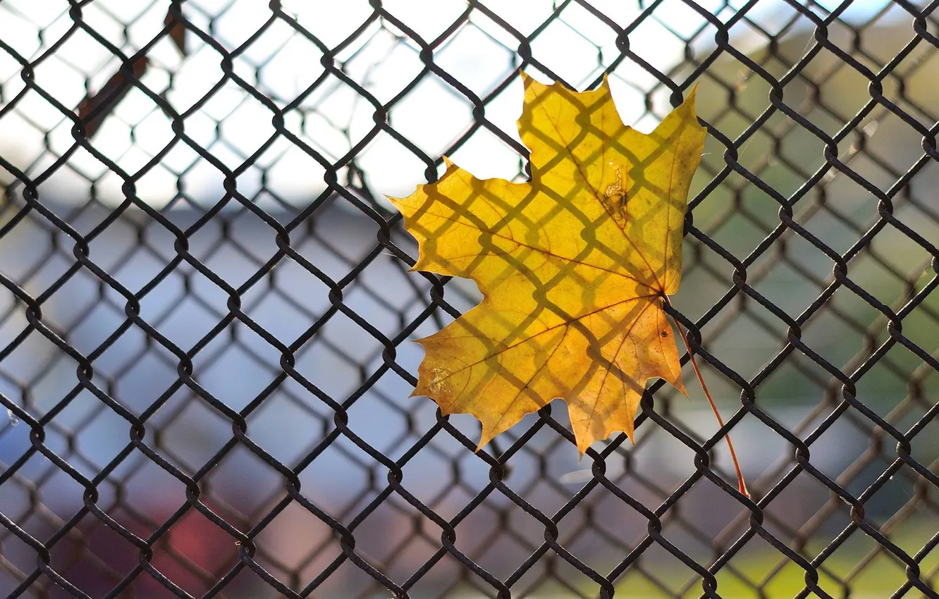 Photo wallpaper autumn, leaves, mesh, maple, netting, fence