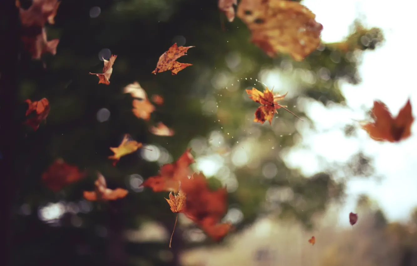 Photo wallpaper autumn, leaves, bokeh