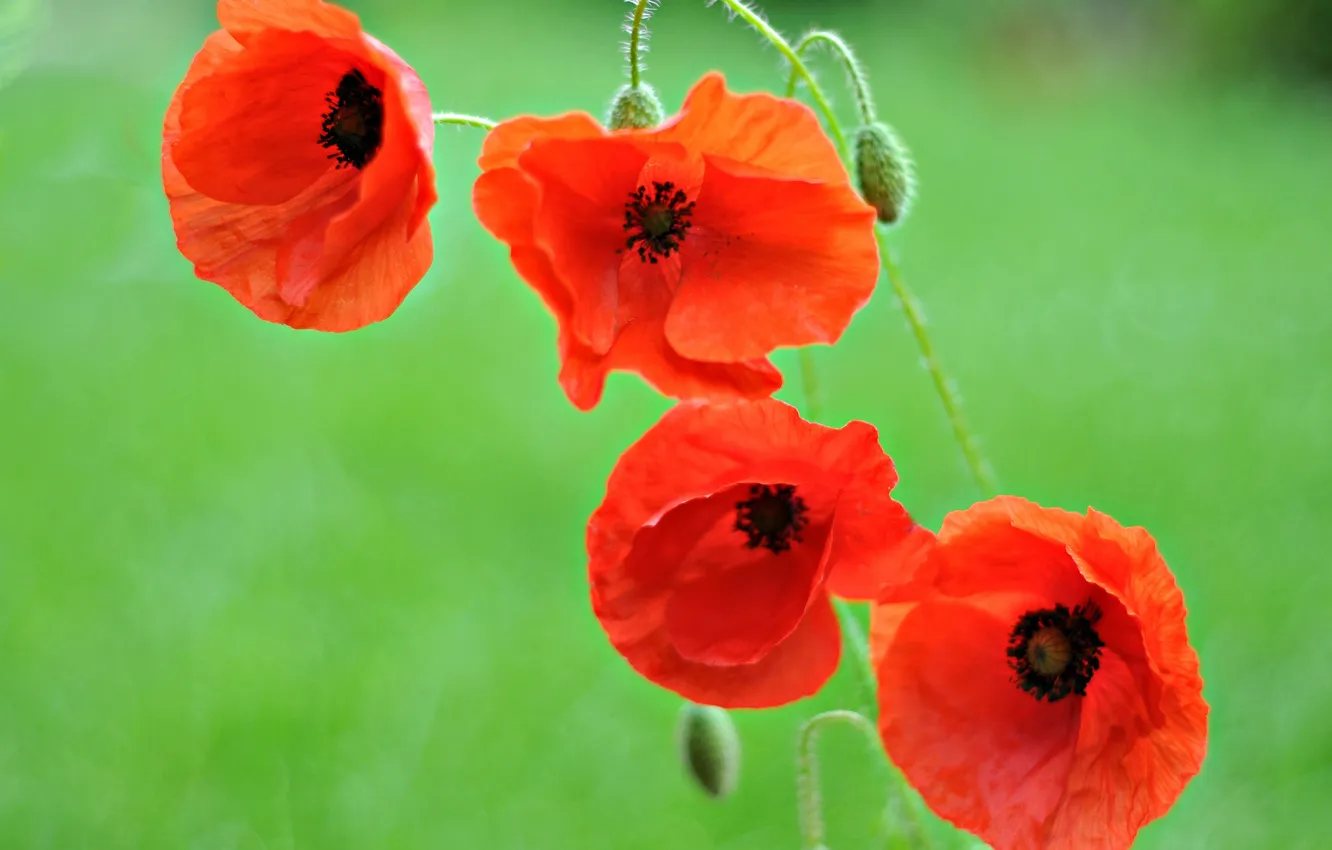 Photo wallpaper macro, Maki, petals