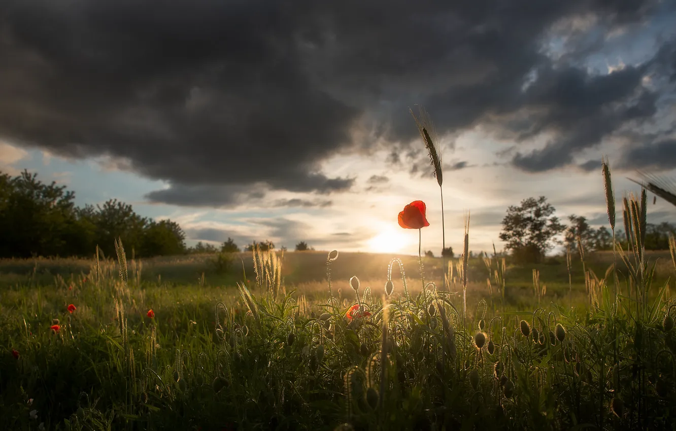 Photo wallpaper field, summer, the sky, grass, light, trees, flowers, red