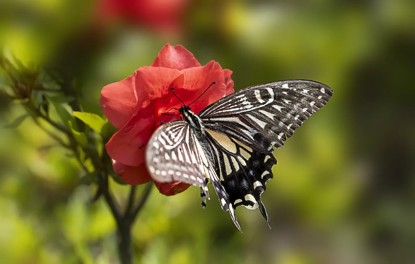 Photo wallpaper flowers, macro, summer, butterfly