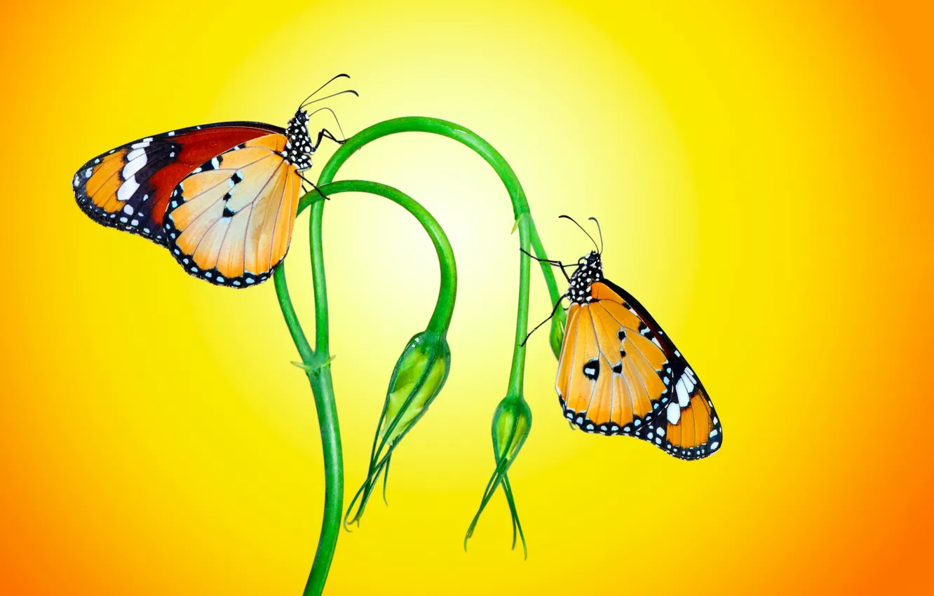 Photo wallpaper macro, butterfly, stem, insect