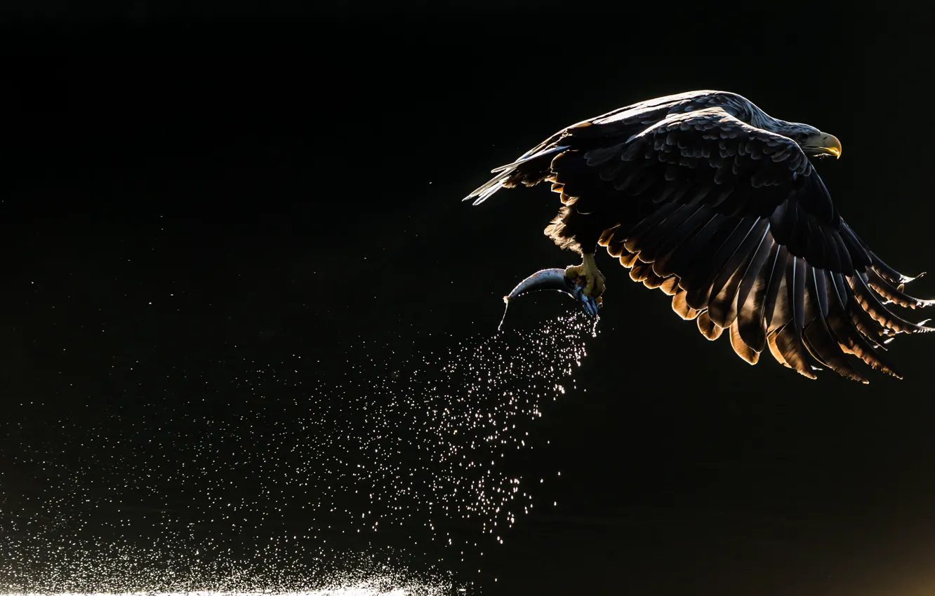 Photo wallpaper squirt, bird, eagle, fish, Orlan, the dark background, catch