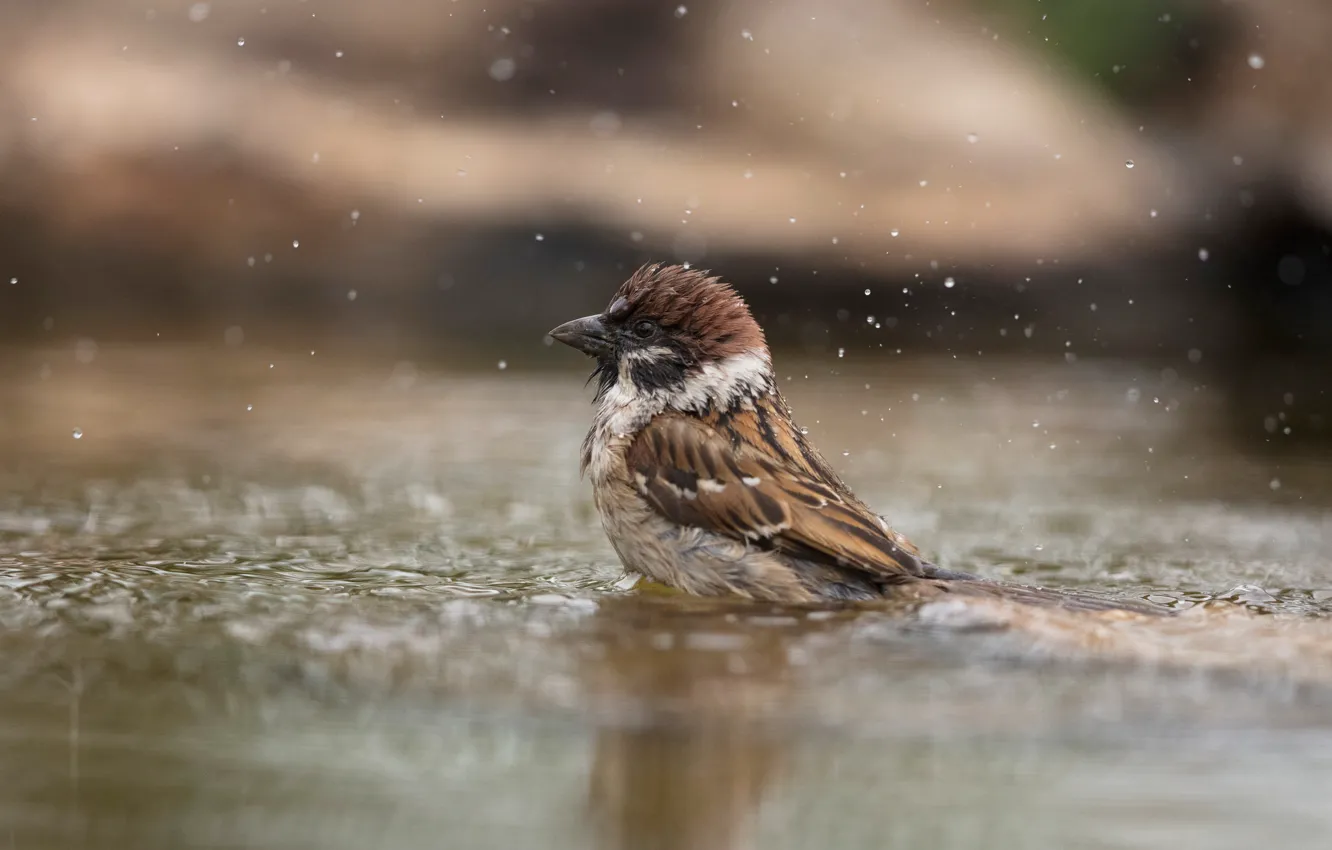 Photo wallpaper water, squirt, bird, puddle, bathing, Sparrow