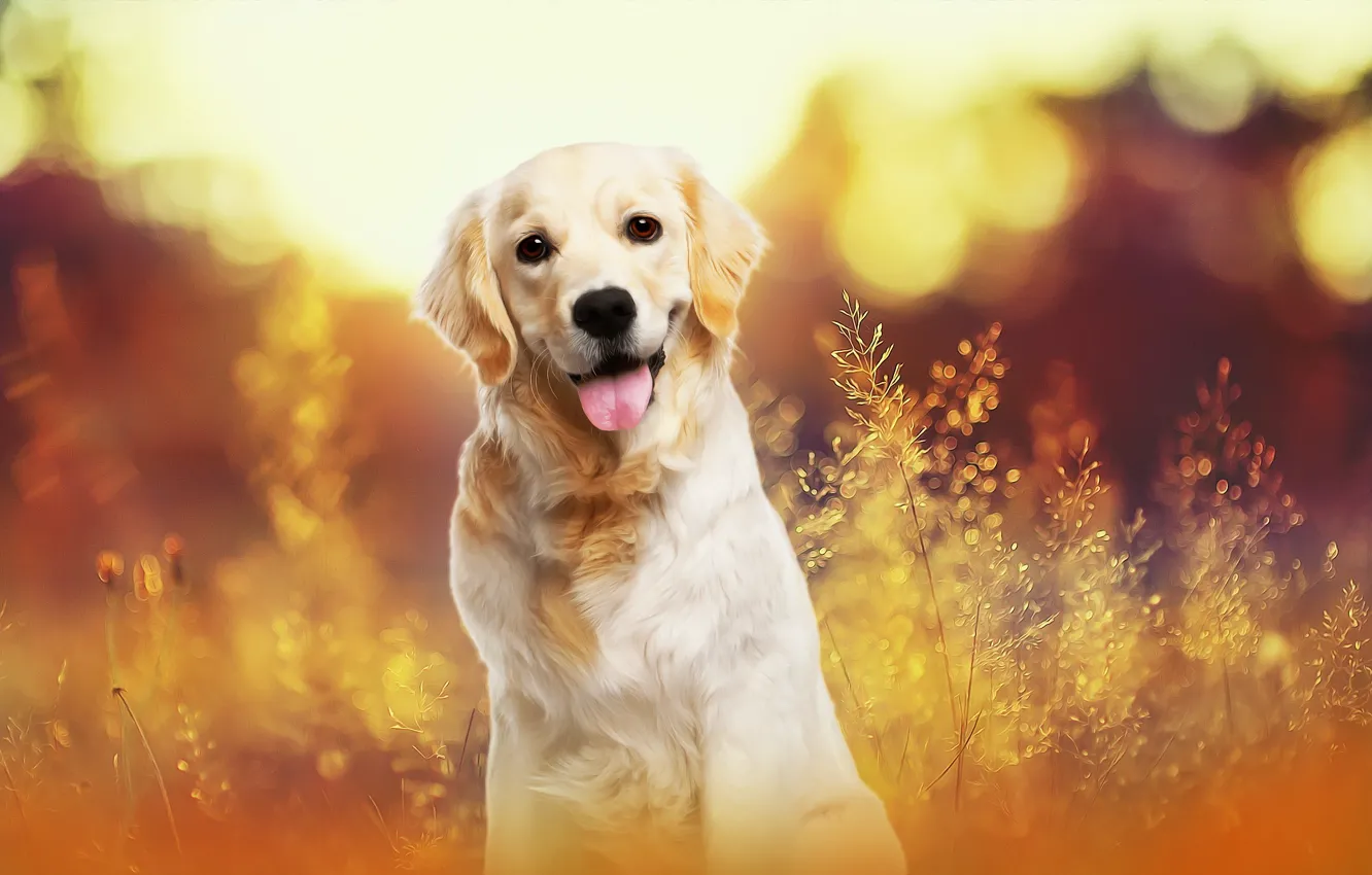 Photo wallpaper background, each, dog, Retriever