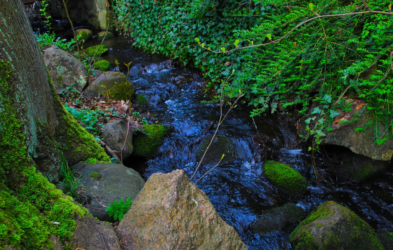 Photo wallpaper river, water, plants
