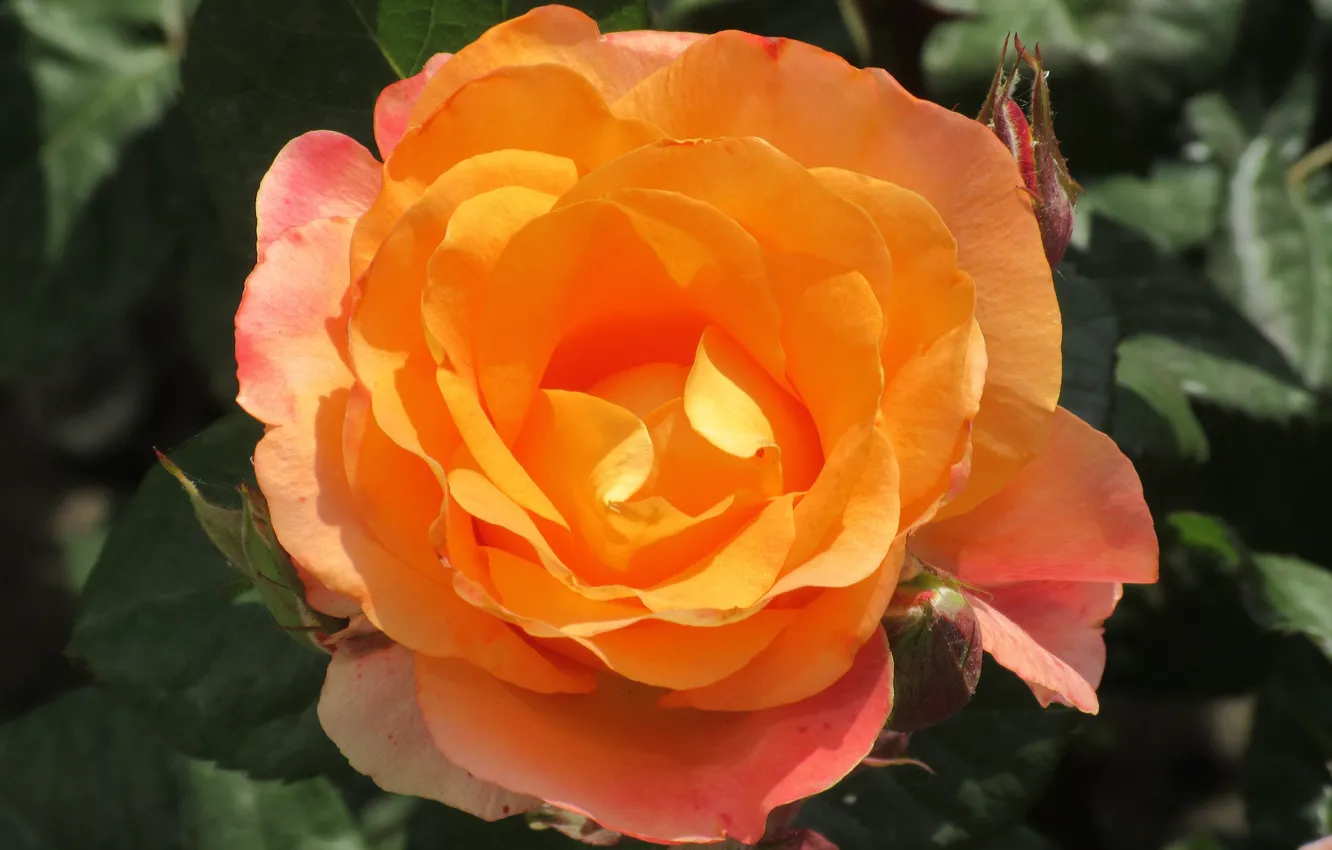 Photo wallpaper Rose, Flower, Orange, Background, Meduzanol ©, Summer 2018