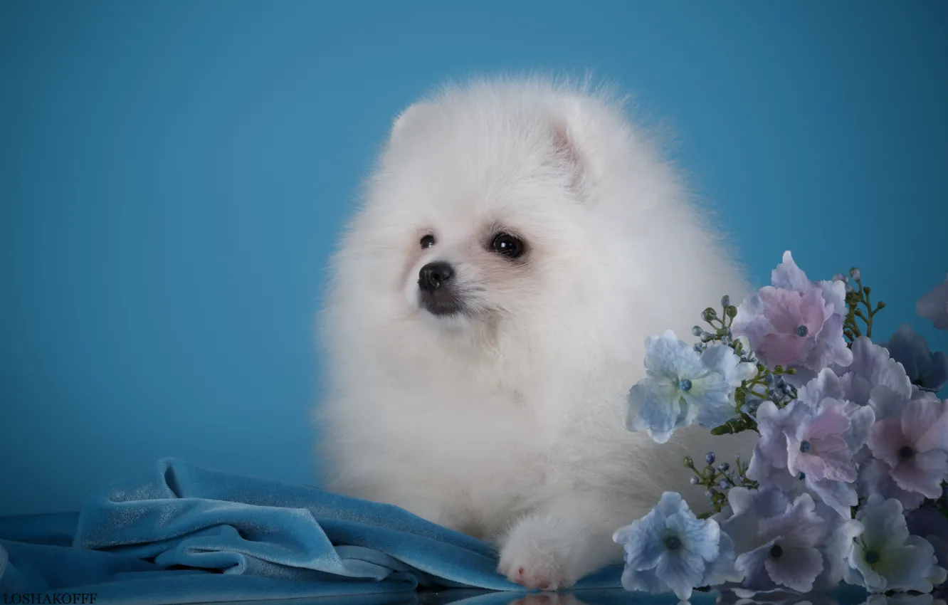 Photo wallpaper white, puppy, hydrangea, Spitz