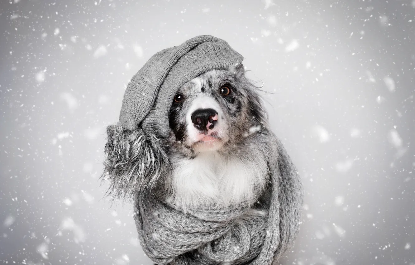 Photo wallpaper winter, look, face, snow, heat, grey, background, hat