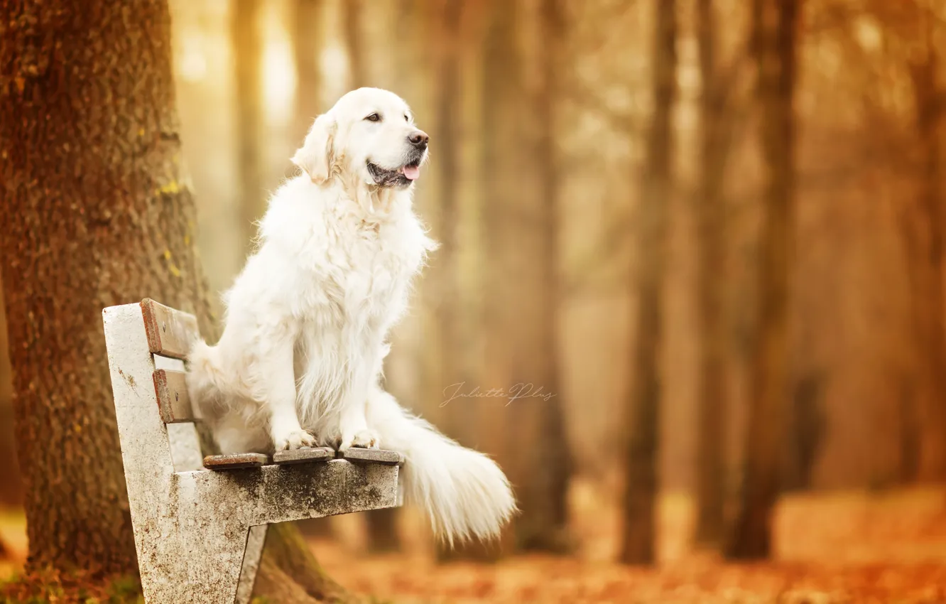 Photo wallpaper autumn, dog, bench