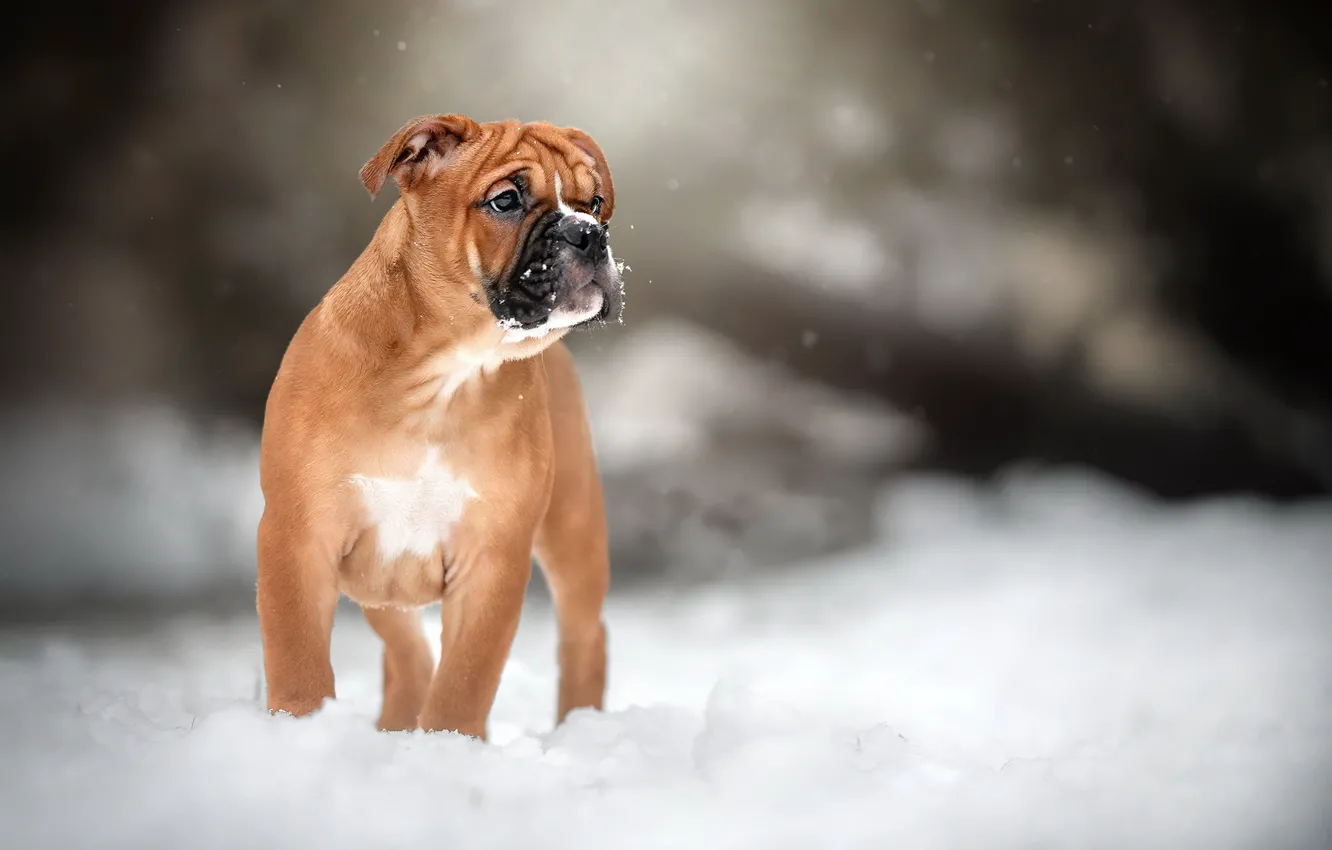 Photo wallpaper winter, each, dog