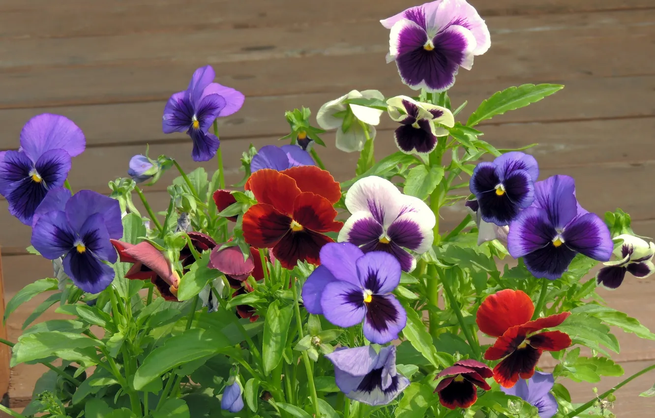 Photo wallpaper petals, yard, Pansy