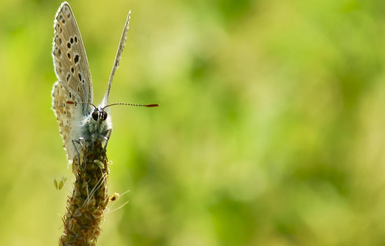Photo wallpaper summer, flowers, nature, butterfly, bright, color, insect