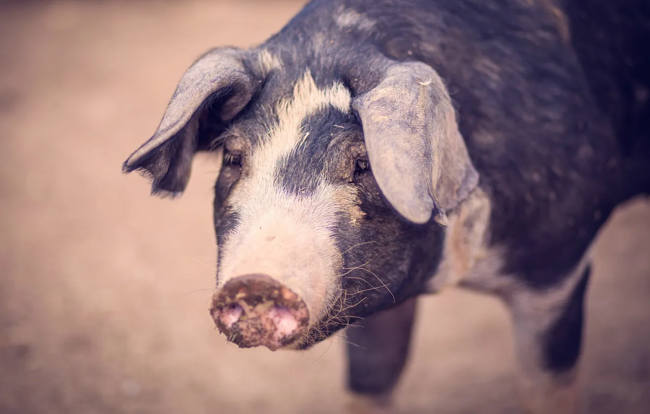 Photo wallpaper nature, background, pig