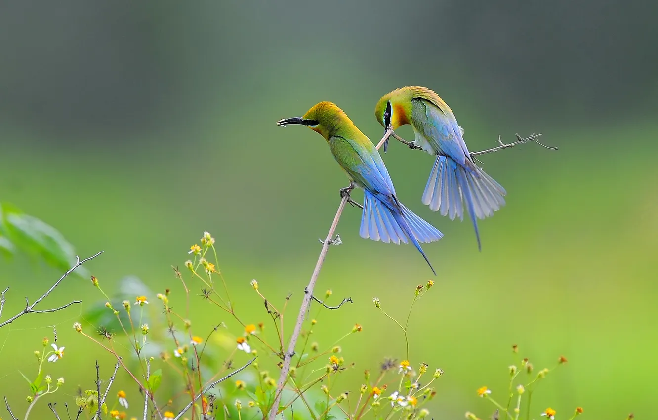 Photo wallpaper birds, nature, plant, color, branch, feathers, meadow, pair