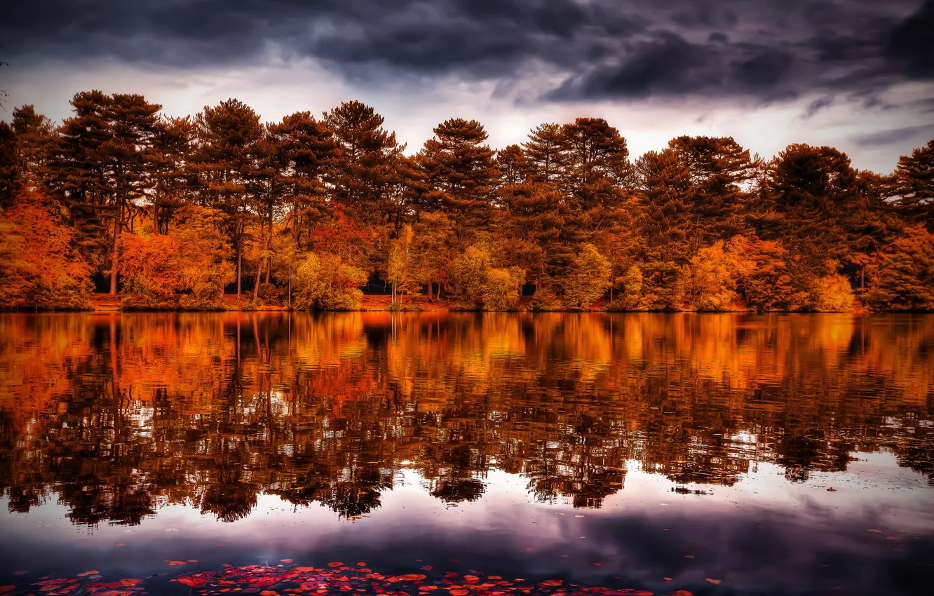 Photo wallpaper trees, landscape, river