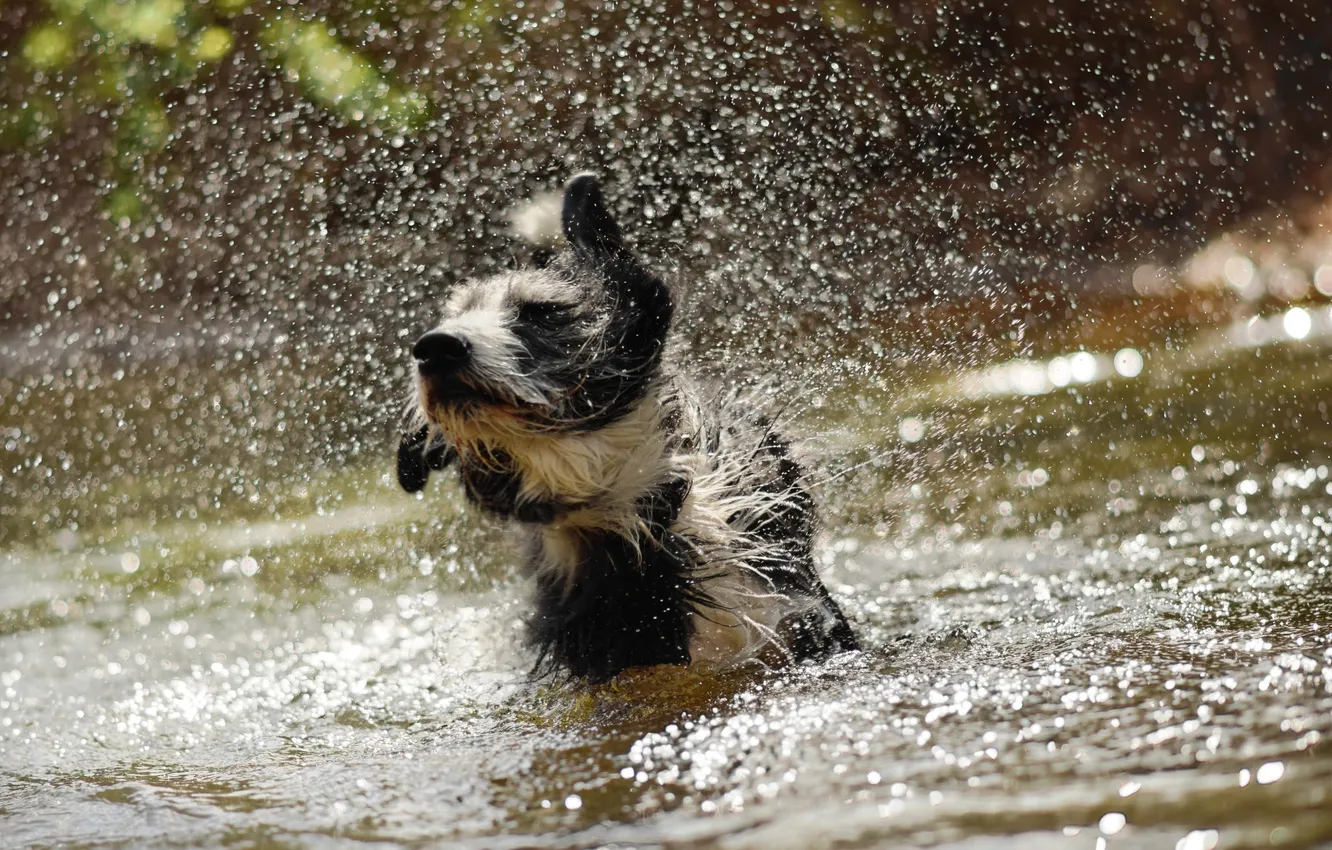 Photo wallpaper water, squirt, dog