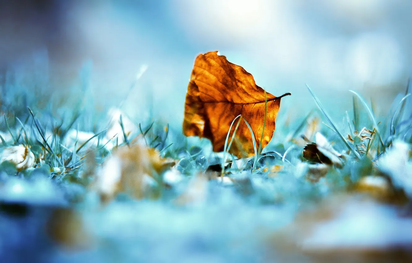 Photo wallpaper grass, leaves, Dry