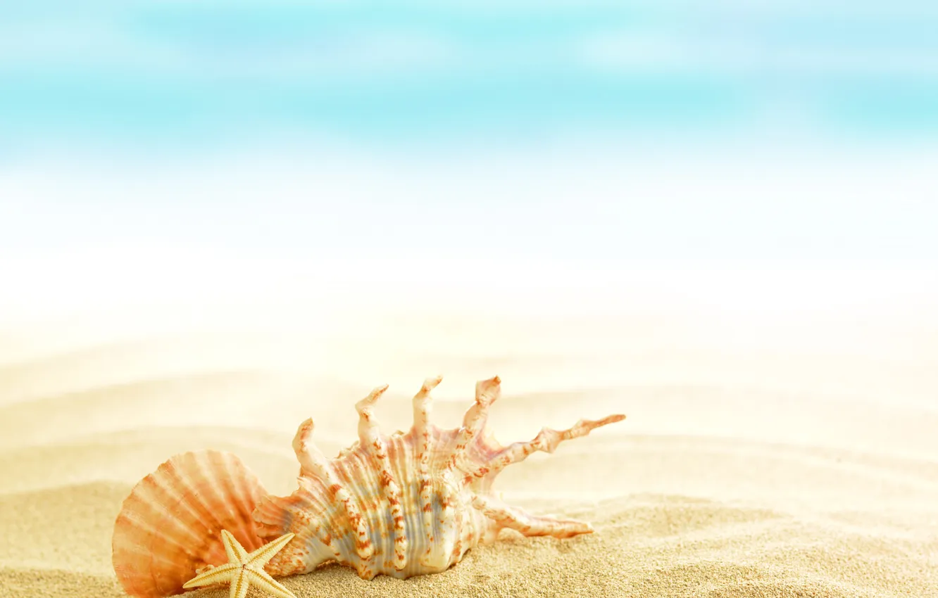 Photo wallpaper summer, beach, sand, shells, seashells