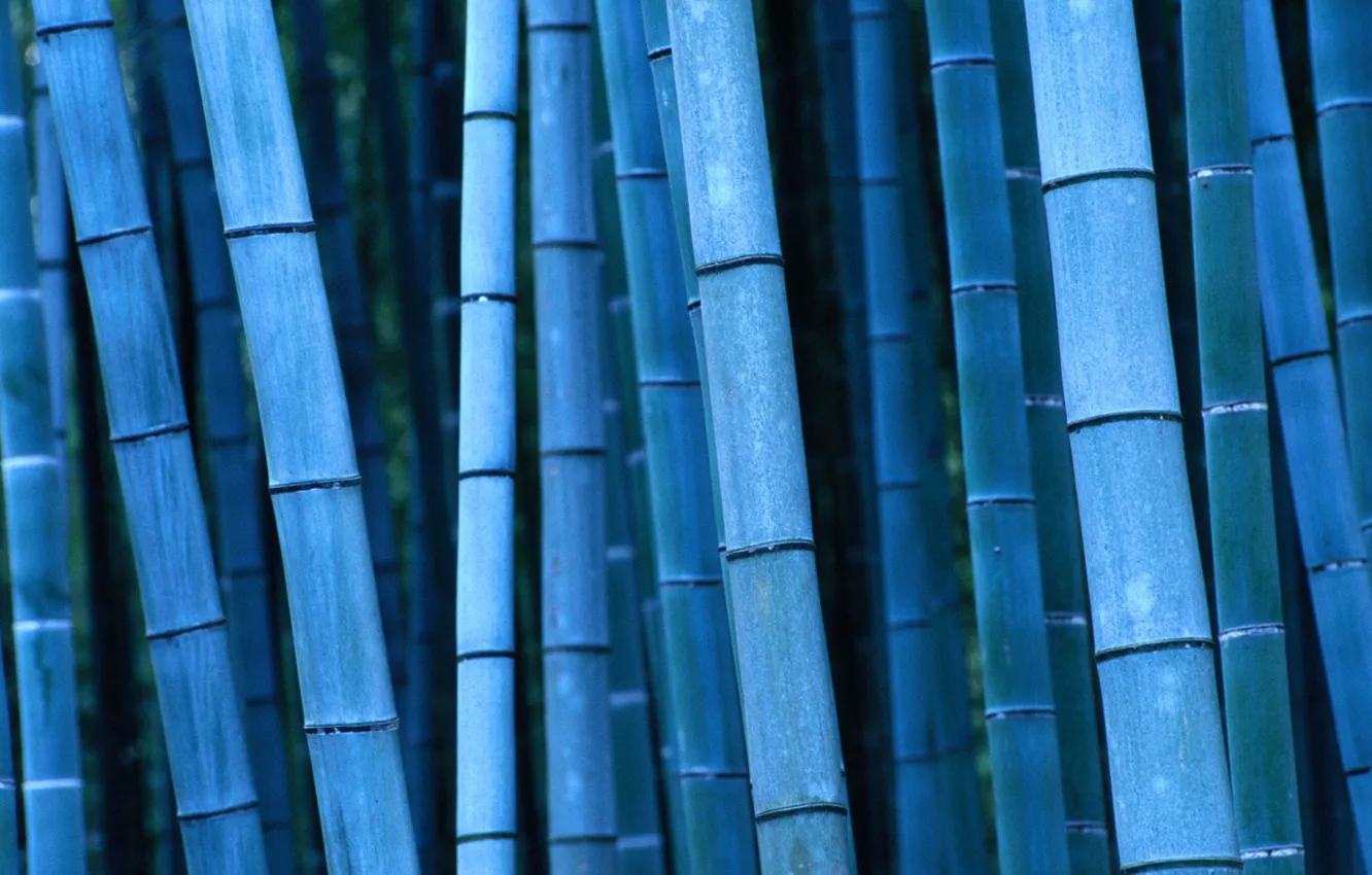Photo wallpaper bamboo, Japan, Japan, Kinki, Kinky, Kyoto, Bamboo, Kyoto