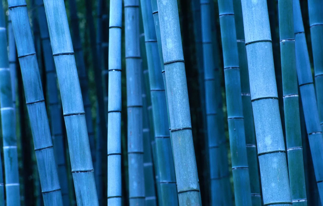 Photo wallpaper bamboo, Japan, Japan, Kinki, Kinky, Kyoto, Kyoto, bamboo