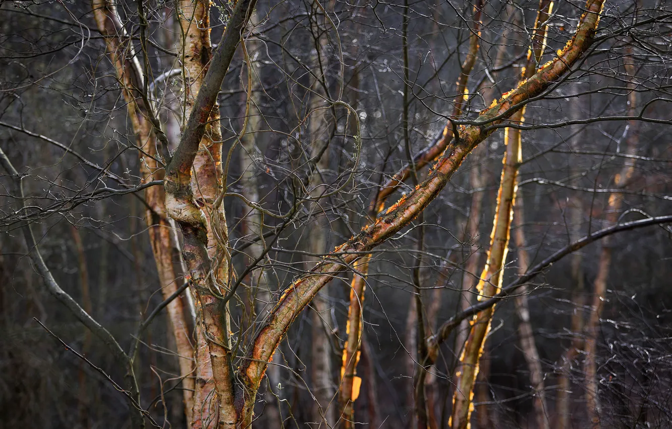 Photo wallpaper branches, lighting, birch