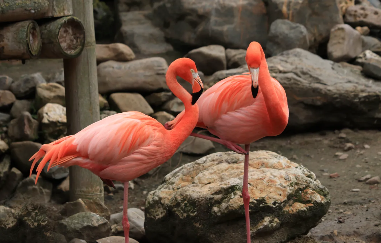 Photo wallpaper stones, pink, Flamingo, aviary
