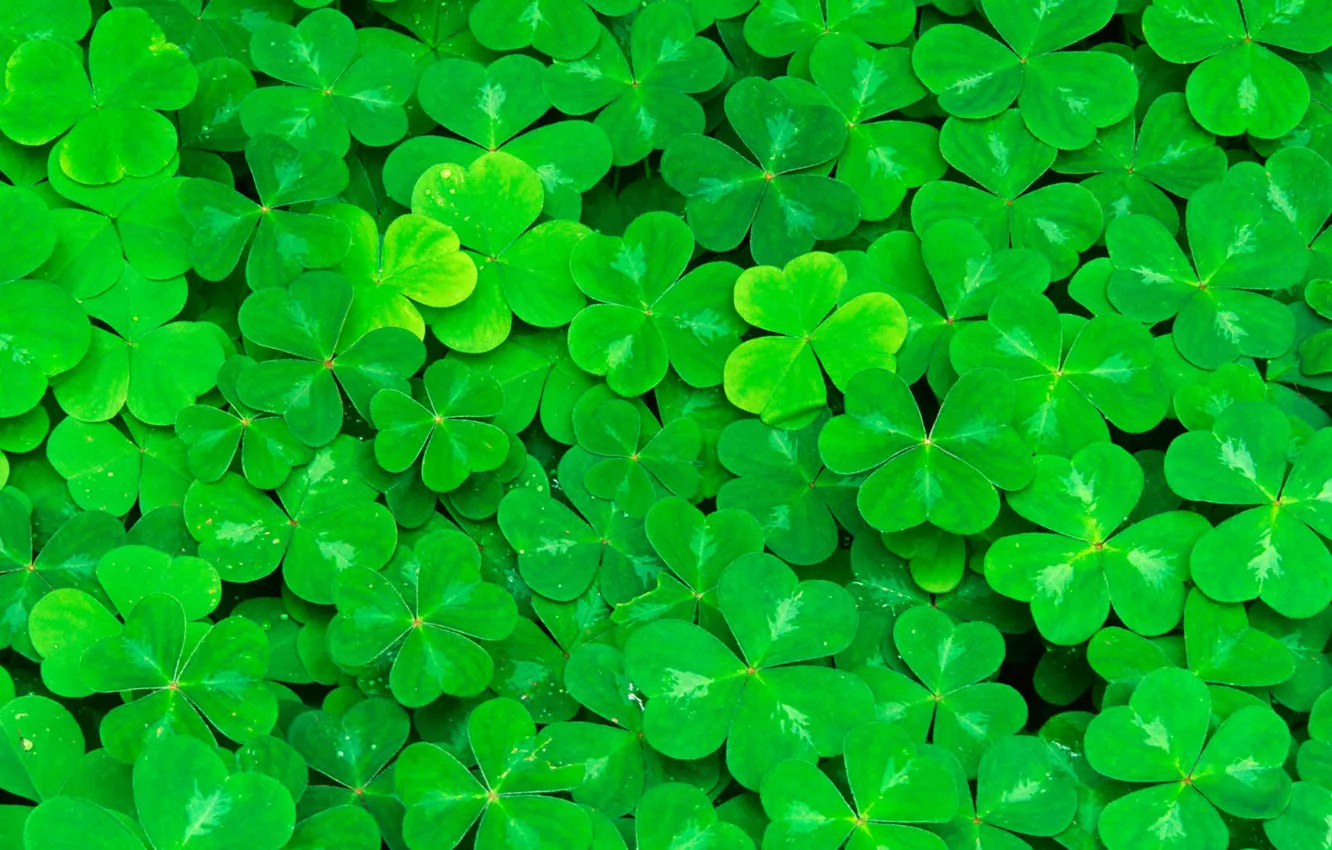 Photo wallpaper greens, leaves, clover, juicy