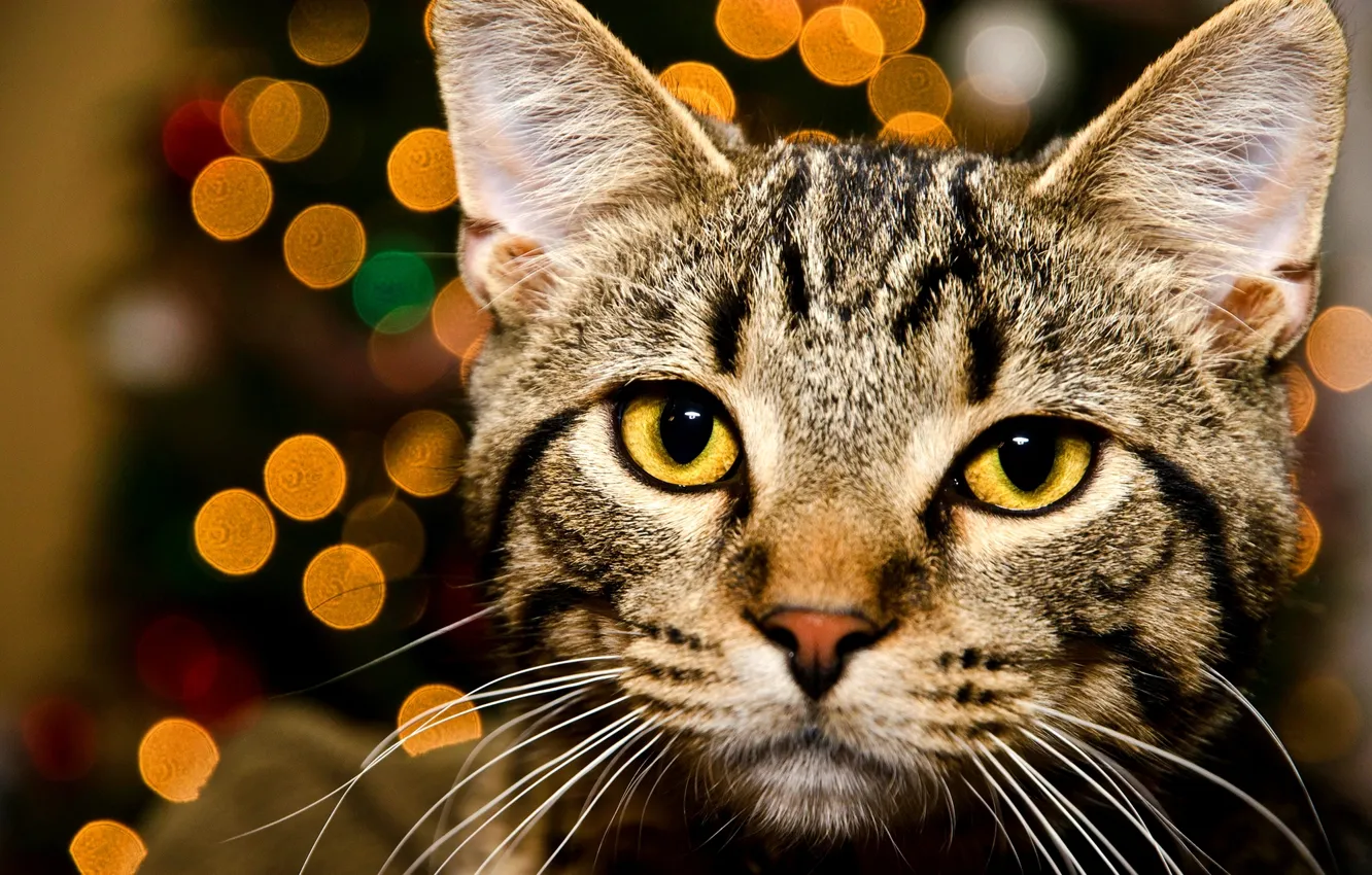 Photo wallpaper cat, eyes, cat, look, face, lights, yellow, striped