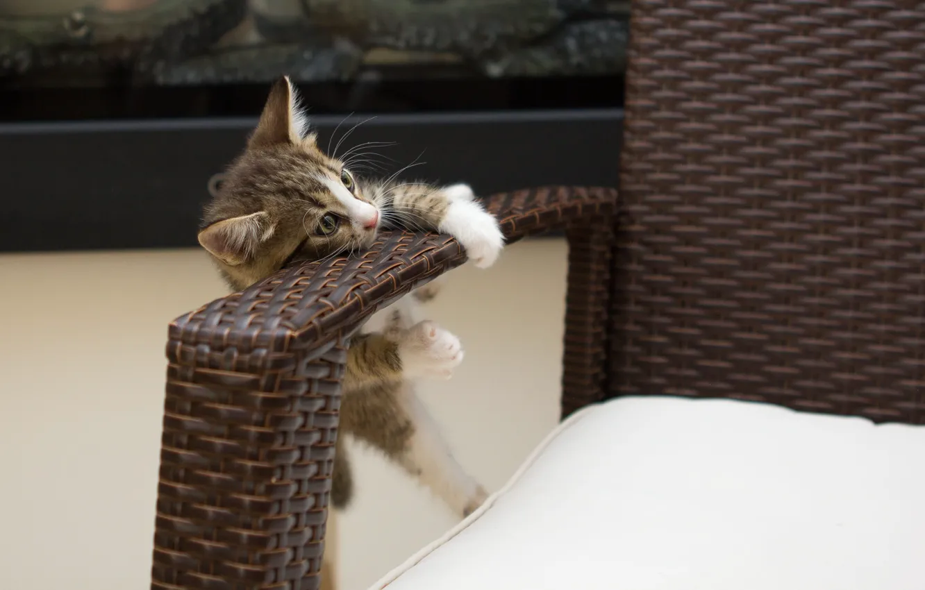 Photo wallpaper cat, pose, room, the game, chair, baby, kitty, striped