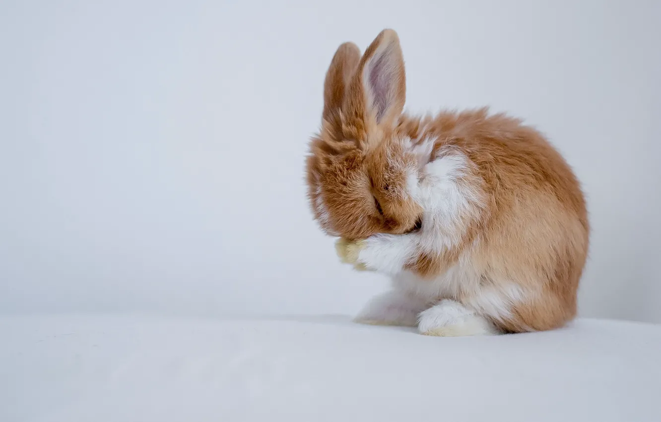 Photo wallpaper nature, background, rabbit