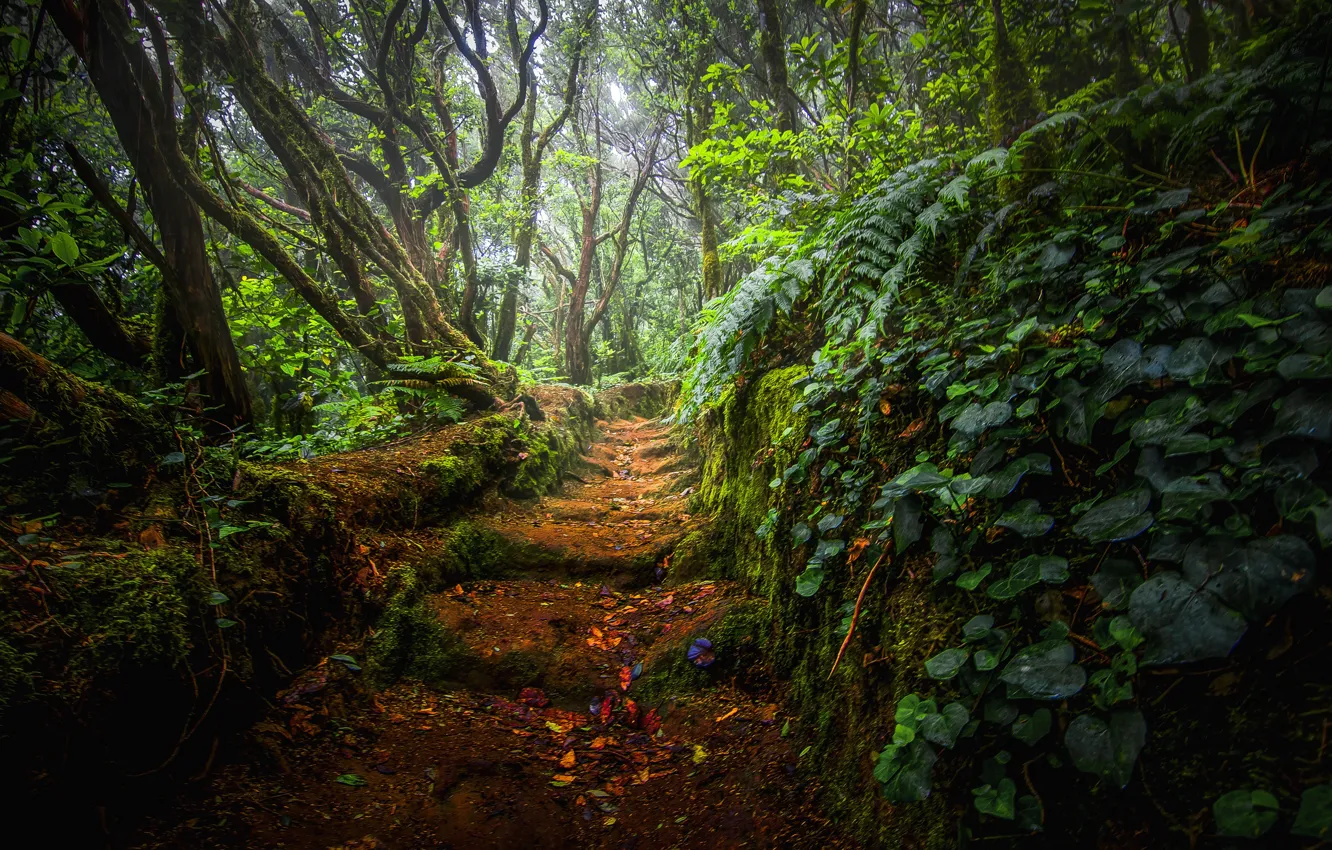 Photo wallpaper leaves, trees, Park, thickets, stage, path