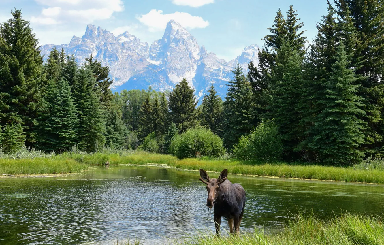 Photo wallpaper forest, mountains, shore, pond, moose, young, calf