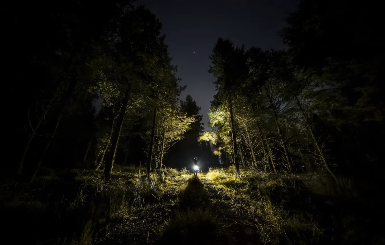Photo wallpaper forest, light, night, people