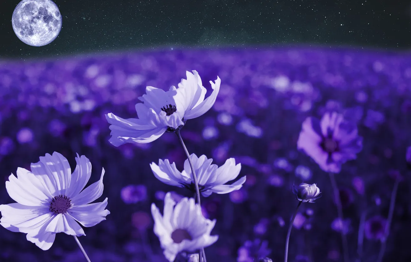 Photo wallpaper night, the moon, kosmeya